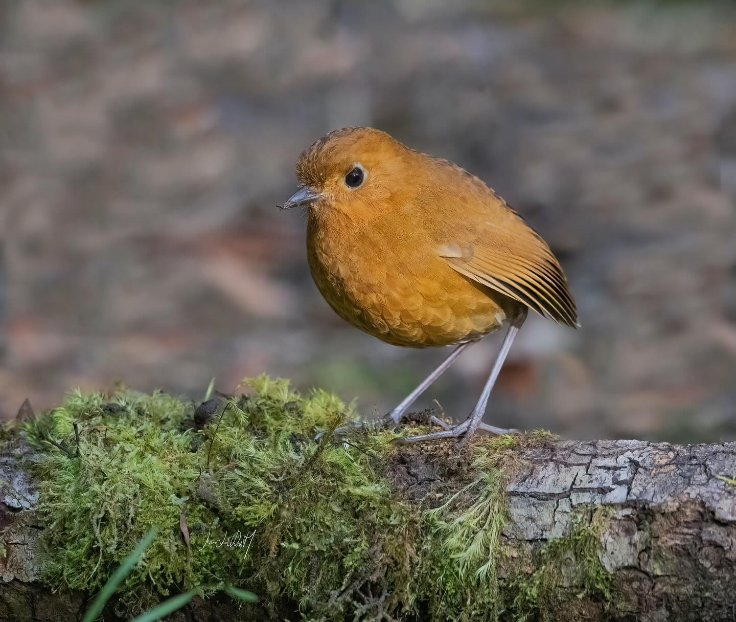Birding Cusco-Sacred Valley-Chonta-Machu Picchu-Abra Málaga (EA105)