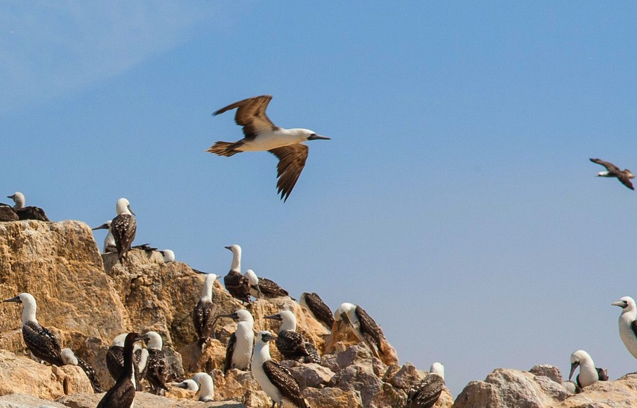 Nazca Lines – Ballestas Islands (EA71)