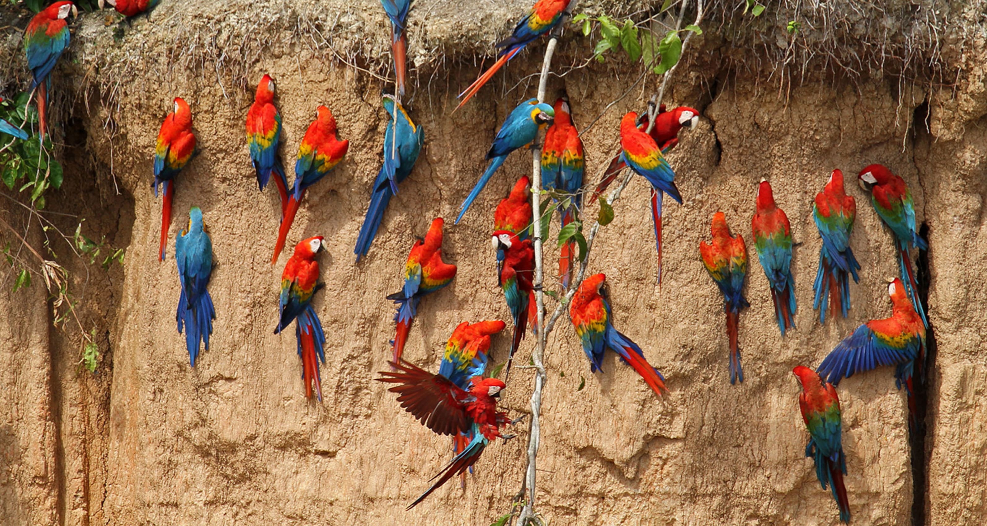 Tambopata and Macaw Clay Lick (EA112)